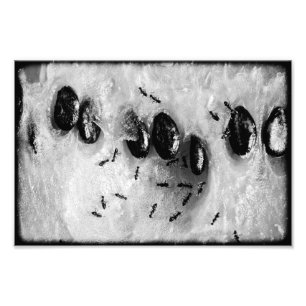 Surfameisen Fotodruck