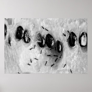 Surfameisen Poster