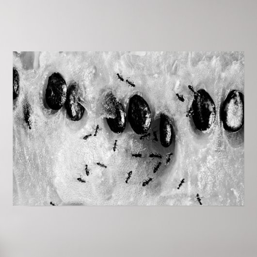 Surfameisen Poster (Vorne)