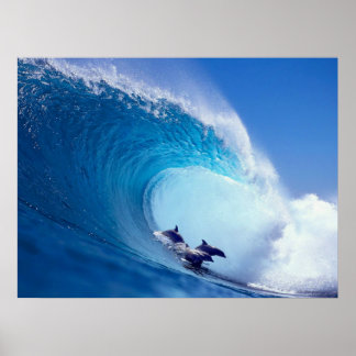 Surfdelfine Poster