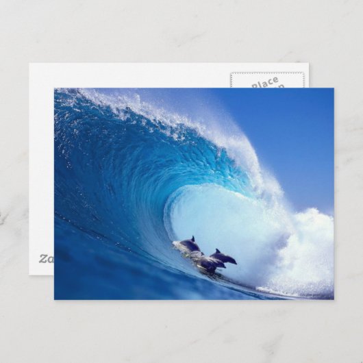 Surfdelfine Postkarte (Vorne/Hinten)