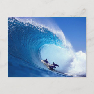 Surfdelfine Postkarte