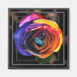 Surfen des Regenbogen-Rosen-Magneten Magnet