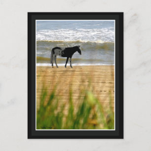 Surfpferd Postkarte
