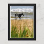 Surfpferd Postkarte (Vorderseite)