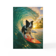 Surfs up Border Collie