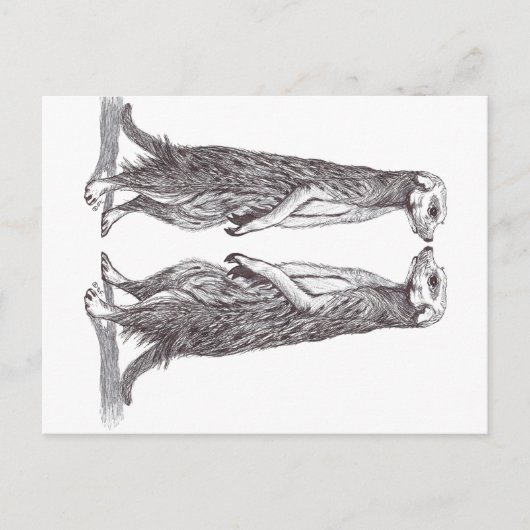 SURICATA LOVE. MEERKAT LOVE. POSTKARTE (Vorderseite)