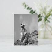 Suricate Postkarte (Stehend Vorderseite)