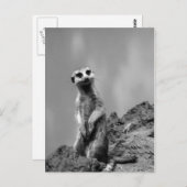 Suricate Postkarte (Vorne/Hinten)