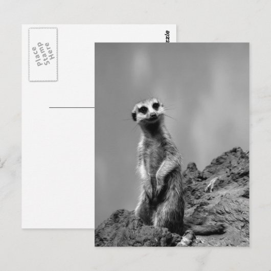 Suricate Postkarte (Vorne/Hinten)