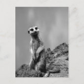 Suricate Postkarte (Vorderseite)