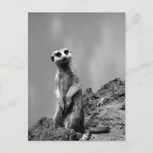 Suricate Postkarte (Vorderseite)