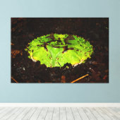 Surinam Horned Frog Ceratophrys Cornuta Leinwanddruck (Insitu (Holzboden))