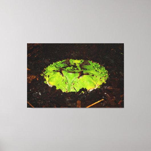 Surinam Horned Frog Ceratophrys Cornuta Leinwanddruck (Vorderseite)