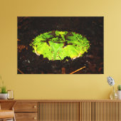 Surinam Horned Frog Ceratophrys Cornuta Leinwanddruck (Insitu (Wohnzimmer))