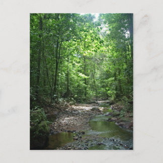 Suriname Forest Postkarte
