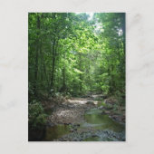 Suriname Forest Postkarte (Vorderseite)