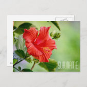 Suriname Hibisken Blume Postkarte (Vorne/Hinten)