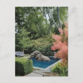 Surreal lustiger schöner Elefant im Pool Postkarte (Vorderseite)