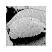 Sushi-Liebesgeschenk Gummistempel (Prägung)