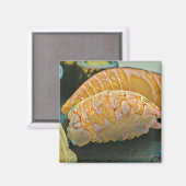 Sushi-Liebesgeschenk Magnet (Vorderseite/Rückseite)