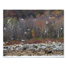 Susquehanna River Shoreline Fotodruck