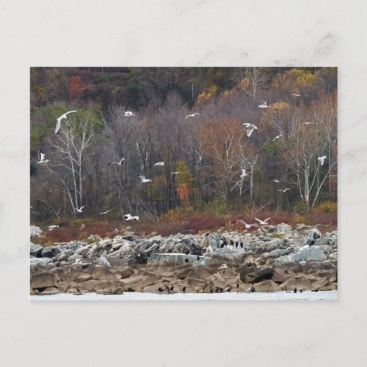 Susquehanna River Shoreline Postkarte (Vorderseite)