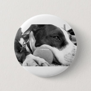 süß aussehender trauriger Pitbull-Hund schwarz wei Button
