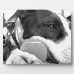 süß aussehender trauriger Pitbull-Hund schwarz wei Fotoplatte