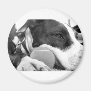 süß aussehender trauriger Pitbull-Hund schwarz wei Magnet