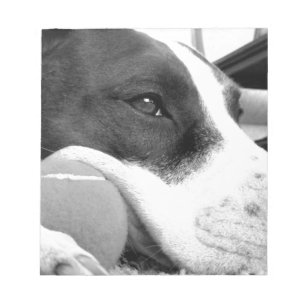 süß aussehender trauriger Pitbull-Hund schwarz wei Notizblock