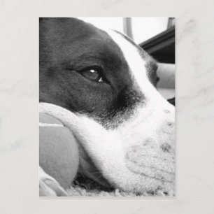 süß aussehender trauriger Pitbull-Hund schwarz wei Postkarte