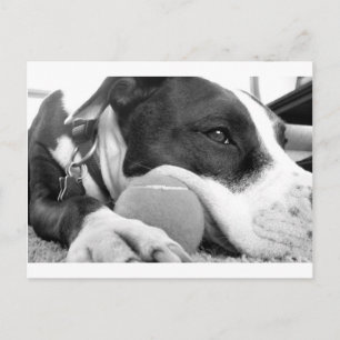 süß aussehender trauriger Pitbull-Hund schwarz wei Postkarte