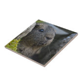 Süß, Kurzhaar, Agouti-Guinea Schweinefleisch in Ro Fliese (Seite)