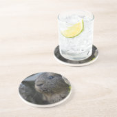 Süß, Kurzhaar, Agouti-Guinea Schweinefleisch in Ro Getränkeuntersetzer (Seite)