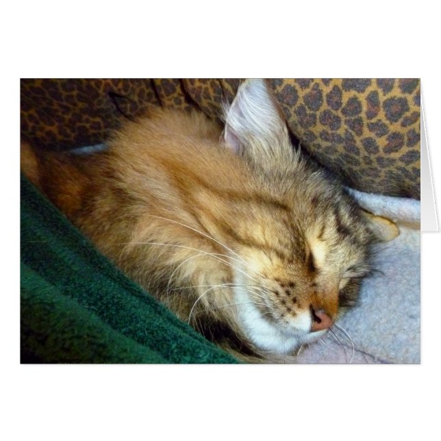 süß träumend (Vorderseite (Horizontal))