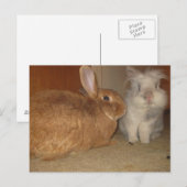 Süßbunnies Postkarte (Vorne/Hinten)