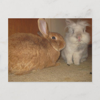 Süßbunnies Postkarte