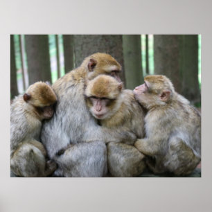Süße Affenfamilie Gruppenkuschelfoto Poster