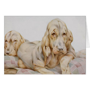Süße alte Bloodhounds, Welpen von EJ Detmold