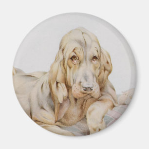 Süße alte Bloodhounds, Welpenhunde von EJ Detmold Magnet