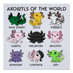 Süße Axolotl der Welt Poster