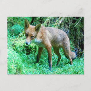 Süße Baby-Fuchs-Landschaftsferien-Illustration Feiertagspostkarte