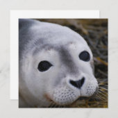 Süße Baby-Siegel-Einladungen Einladung (Vorne/Hinten)