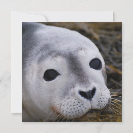 Süße Baby-Siegel-Einladungen Einladung (Vorderseite)