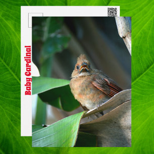 Süße Babykardinal-Wildlife-Fotografie Postkarte
