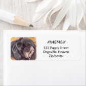 SÜSSE BLACK COCK-A-POO MIX (Insitu)