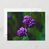 Süße BlackBerry Postkarte (Vorne/Hinten)