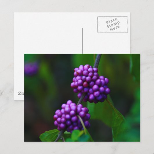 Süße BlackBerry Postkarte (Vorne/Hinten)