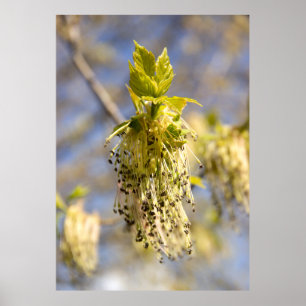 Süße Blätter im Frühlingsfoto Poster